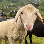 Alpenpension Maderer 3*