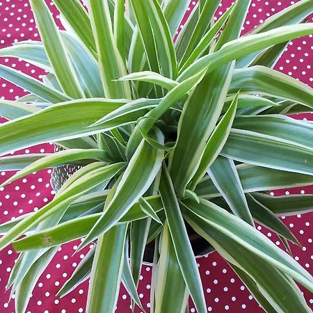 Alpenpension Maderer Πανσιόν