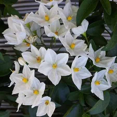 Alpenpension Maderer Πανσιόν 3*