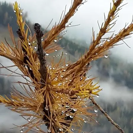 Alpenpension Maderer 3* Gaschurn