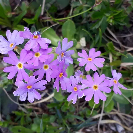 Alpenpension Maderer