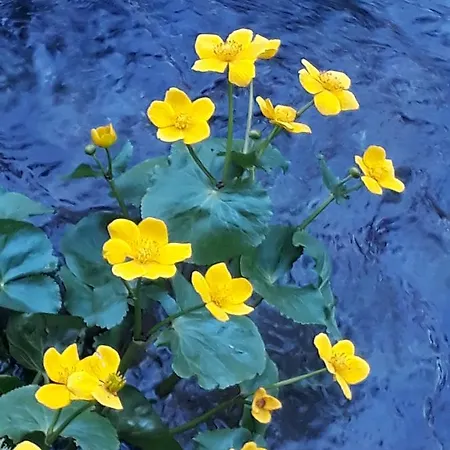 Alpenpension Maderer 3*