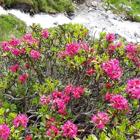 Alpenpension Maderer Πανσιόν Gaschurn