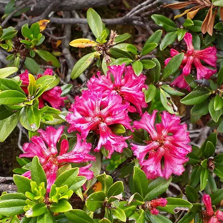 Πανσιόν Alpenpension Maderer